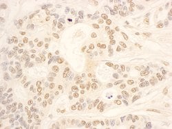 NOP58 Rabbit anti-Human, Polyclonal, Bethyl Laboratories 100 &mu;L; Unconjugated:Antibodies,