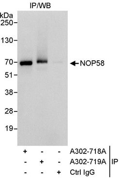 NOP58 Rabbit anti-Human, Polyclonal, Bethyl Laboratories 10 &mu;L; Unconjugated:Antibodies,
