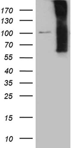 NOS1AP Monoclonal Antibody (OTI10F8), TrueMAB , OriGene:Antibodies:Primary