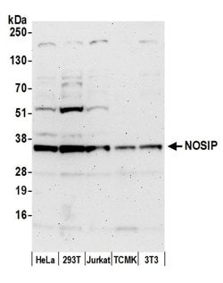 NOSIP Rabbit anti-Human, Mouse, Polyclonal, Bethyl Laboratories 100 &mu;L;