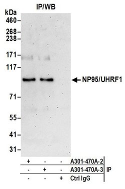 NP95/UHRF1 Rabbit anti-Human, Polyclonal, Bethyl Laboratories 100 &mu;L;