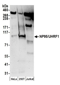 NP95/UHRF1 Rabbit anti-Human, Polyclonal, Bethyl Laboratories 100 &mu;L;