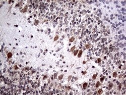 NPAS1 Mouse anti-Human, Clone: OTI4C10, lyophilized, TrueMAB 100 &mu;g;