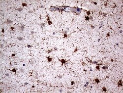 NPAS1 Monoclonal Antibody (OTI1C9), TrueMAB , OriGene 100 &mu;L; Unconjugated:Antibodies,