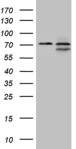 NPAS1 Mouse anti-Human, Clone: OTI3H3, lyophilized, TrueMAB 100 &mu;g;