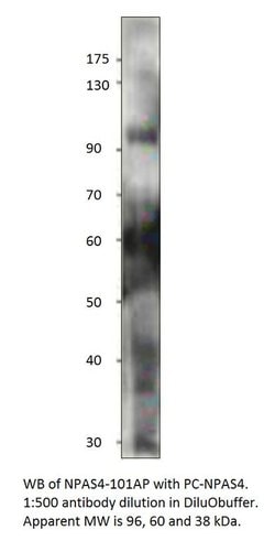 Npas4 Rabbit anti-Human, Mouse, Rat, Polyclonal, FabGennix 200 &mu;L; Unconjugated:Antibodies,