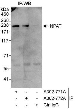 NPAT Rabbit anti-Human, Polyclonal, Bethyl Laboratories 10 &mu;L; Unconjugated:Antibodies,