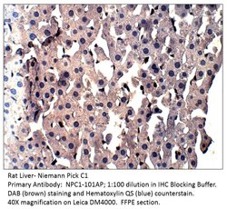 Niemann Pick C1 Rabbit anti-Human, Mouse, Rat, Polyclonal, FabGennix 200 &mu;L | Buy Online | Fabgennix Inc | Fisher Scientific