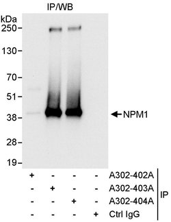NPM1 Rabbit anti-Human, Mouse, Polyclonal, Bethyl Laboratories 100 &mu;L;