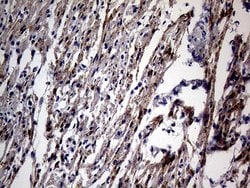 NPPA Mouse anti-Human, Clone: OTI4H4, lyophilized, TrueMAB 100 &mu;g; Unconjugated:Antibodies,