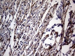 NPPA Mouse anti-Human, Clone: OTI4H4, liquid, TrueMAB 100 &mu;L; Unconjugated:Antibodies,