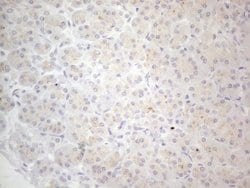 NPPB Monoclonal Antibody (OTI11G4), TrueMAB , OriGene 100 &mu;L; Unconjugated:Antibodies,
