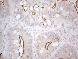 NPPB Monoclonal Antibody (OTI11G4), TrueMAB , OriGene 100 &mu;L; Unconjugated:Antibodies,