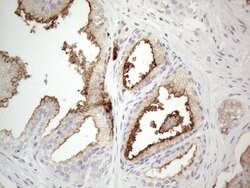 NPPB Monoclonal Antibody (OTI11G4), TrueMAB , OriGene 100 &mu;L; Unconjugated:Antibodies,