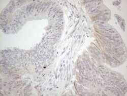 NPPB Monoclonal Antibody (OTI11G4), TrueMAB , OriGene 100 &mu;L; Unconjugated:Antibodies,