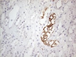 NPPB Monoclonal Antibody (OTI11G4), TrueMAB , OriGene:Antibodies:Primary