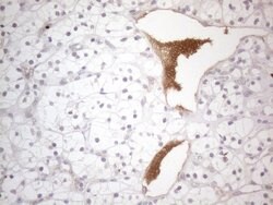 NPPB Monoclonal Antibody (OTI11G4), TrueMAB , OriGene 100 &mu;L; Unconjugated:Antibodies,