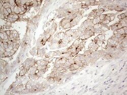 NPPB Monoclonal Antibody (OTI11G4), TrueMAB , OriGene 100 &mu;L; Unconjugated:Antibodies,