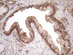 NPPB Mouse anti-Human, Clone: OTI7A8, lyophilized, TrueMAB 100 &mu;g; Unconjugated:Antibodies,