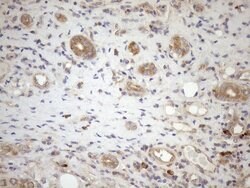 NPPB Monoclonal Antibody (OTI7A8), TrueMAB , OriGene:Antibodies:Primary