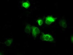 NPR3 Monoclonal Antibody (OTI2C2), TrueMAB , OriGene 100 &mu;L; Unconjugated:Antibodies,