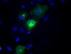 NPR3 Mouse anti-Human, Clone: OTI4H1, lyophilized, TrueMAB 100 &mu;g; Unconjugated:Antibodies,