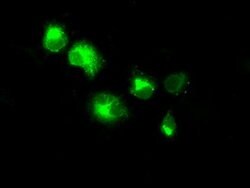 NPR3 Mouse anti-Human, Clone: OTI4A1, lyophilized, TrueMAB 100 &mu;g; Unconjugated:Antibodies,