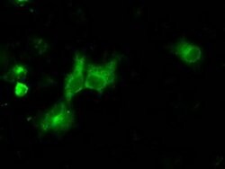 NPR3 Monoclonal Antibody (OTI11B6), TrueMAB , OriGene 30 &mu;L; Unconjugated:Antibodies,
