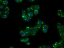 NPR3 Monoclonal Antibody (OTI11B6), TrueMAB , OriGene 30 &mu;L; Unconjugated:Antibodies,