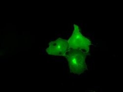 NPR3 Mouse anti-Human, Clone: OTI11B5, liquid, TrueMAB 100 &mu;L; Unconjugated:Antibodies,