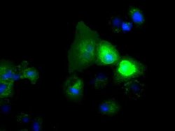 NPR3 Mouse anti-Human, Clone: OTI11H6, liquid, TrueMAB 30 &mu;L; Unconjugated:Antibodies,