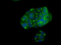 NPR3 Mouse anti-Human, Clone: OTI11H6, liquid, TrueMAB 30 &mu;L; Unconjugated:Antibodies,