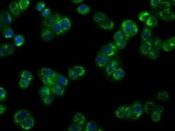 NPR3 Mouse anti-Human, Clone: OTI11H6, liquid, TrueMAB 30 &mu;L; Unconjugated:Antibodies,