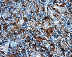 NPR3 Mouse anti-Human, Clone: OTI4H1, lyophilized, TrueMAB 100 &mu;g; Unconjugated:Antibodies,