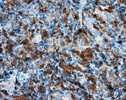 NPR3 Monoclonal Antibody (OTI4H1), TrueMAB , OriGene 100 &mu;L; Unconjugated:Antibodies,