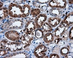 NPR3 Mouse anti-Human, Clone: OTI4H1, lyophilized, TrueMAB 100 &mu;g; Unconjugated:Antibodies,