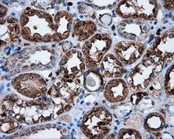 NPR3 Monoclonal Antibody (OTI4H1), TrueMAB , OriGene 100 &mu;L; Unconjugated:Antibodies,