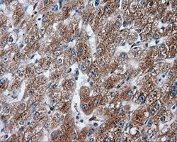 NPR3 Mouse anti-Human, Clone: OTI4A1, lyophilized, TrueMAB 100 &mu;g; Unconjugated:Antibodies,