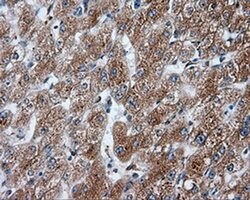 NPR3 Monoclonal Antibody (OTI4A1), TrueMAB , OriGene 30 &mu;L; Unconjugated:Antibodies,