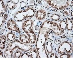 NPR3 Monoclonal Antibody (OTI11B6), TrueMAB , OriGene 30 &mu;L; Unconjugated:Antibodies,