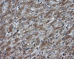 NPR3 Monoclonal Antibody (OTI11B6), TrueMAB , OriGene 30 &mu;L; Unconjugated:Antibodies,
