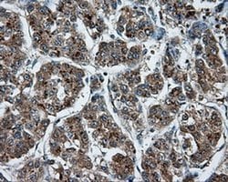 NPR3 Monoclonal Antibody (OTI11B6), TrueMAB , OriGene 30 &mu;L; Unconjugated:Antibodies,