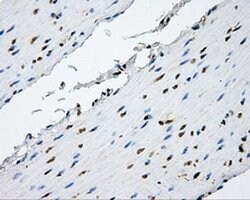 NPR3 Monoclonal Antibody (OTI11H5), TrueMAB , OriGene 30 &mu;L | Buy Online | Origene Technologies | Fisher Scientific