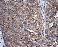 NPR3 Mouse anti-Human, Clone: OTI11B5, liquid, TrueMAB 100 &mu;L; Unconjugated:Antibodies,