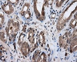 NPR3 Mouse anti-Human, Clone: OTI11B5, liquid, TrueMAB 100 &mu;L; Unconjugated:Antibodies,