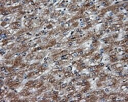 NPR3 Mouse anti-Human, Clone: OTI11H6, liquid, TrueMAB 30 &mu;L; Unconjugated:Antibodies,