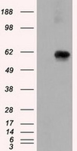 NPR3 Monoclonal Antibody (OTI2C2), TrueMAB , OriGene 100 &mu;L; Unconjugated:Antibodies,