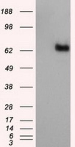 NPR3 Mouse anti-Human, Clone: OTI4H1, lyophilized, TrueMAB 100 &mu;g; Unconjugated:Antibodies,