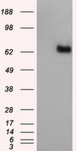 NPR3 Monoclonal Antibody (OTI4H1), TrueMAB , OriGene 100 &mu;L; Unconjugated:Antibodies,