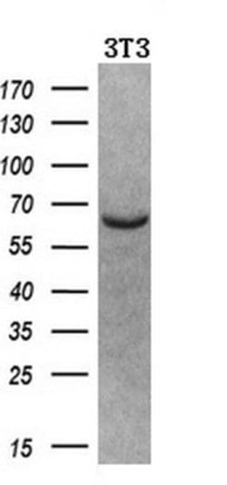 NPR3 Mouse anti-Human, Clone: OTI4H1, lyophilized, TrueMAB 100 &mu;g; Unconjugated:Antibodies,